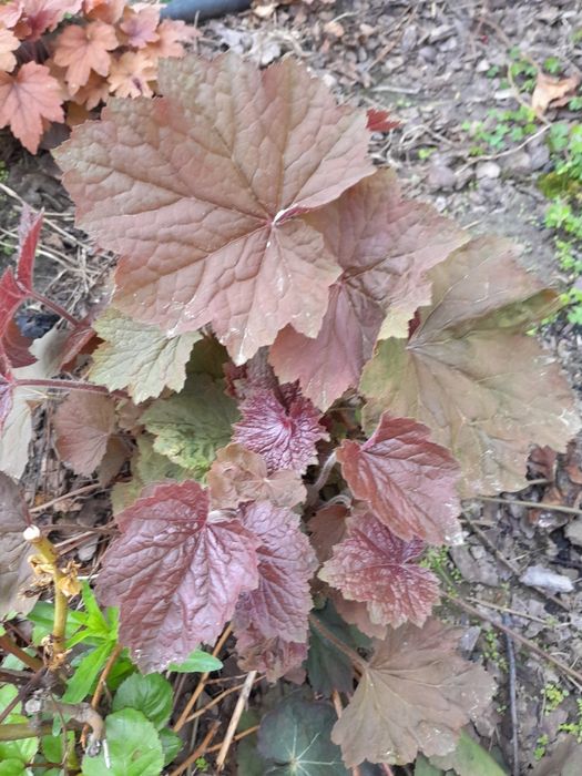 Гейхери со своего сада