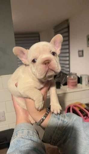 Биг роп біг роп big rope щенки французского бульдога