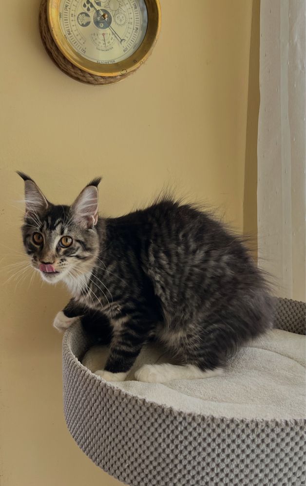 Piękna kotka Maine Coon
