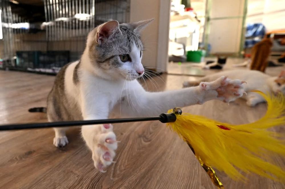 Energiczna kotka Layla szuka kochającego domu