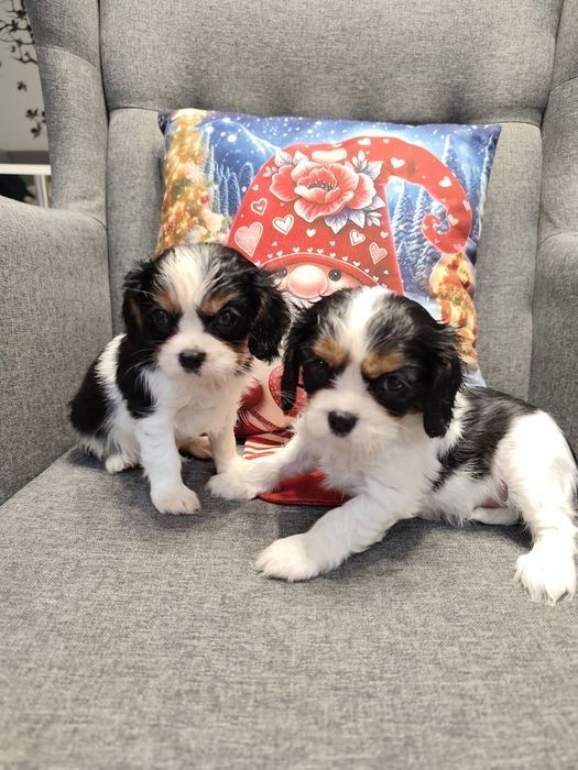 Cavalier King Charles spaniel, suczka