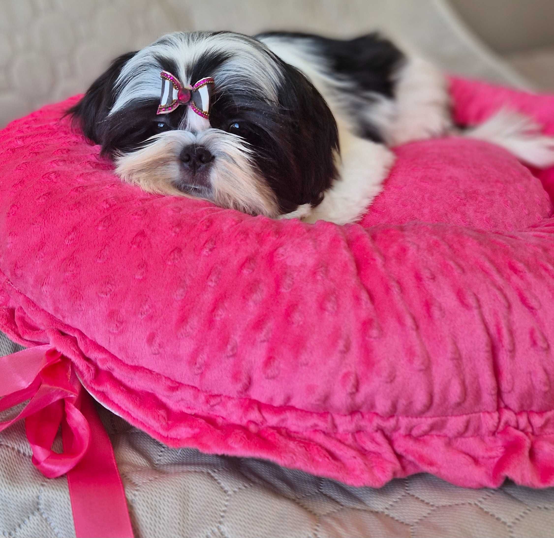 Śliczna dziewczynka  Shih Tzu ZKwP(FCI)