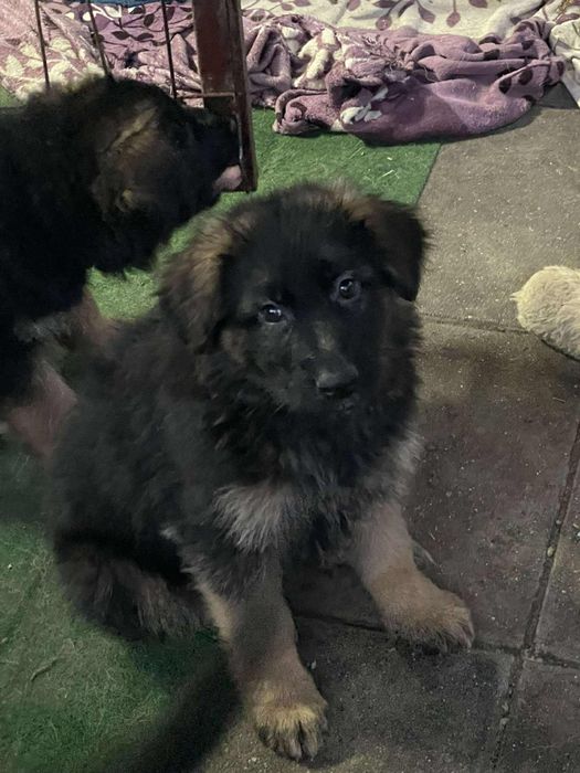 Szczeniak Owczarka Niemieckiego