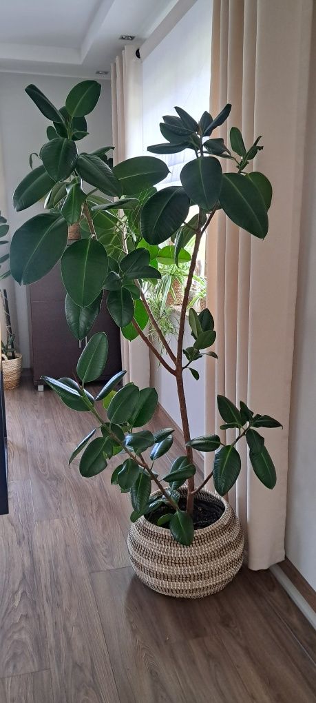 Fikus sprężysty 190cm