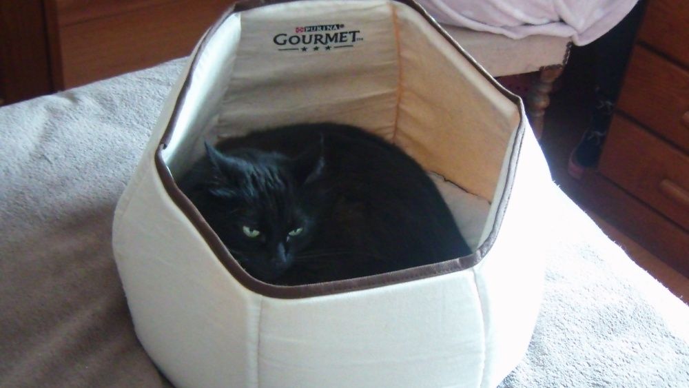 Cama GOURMET que gatos adoram