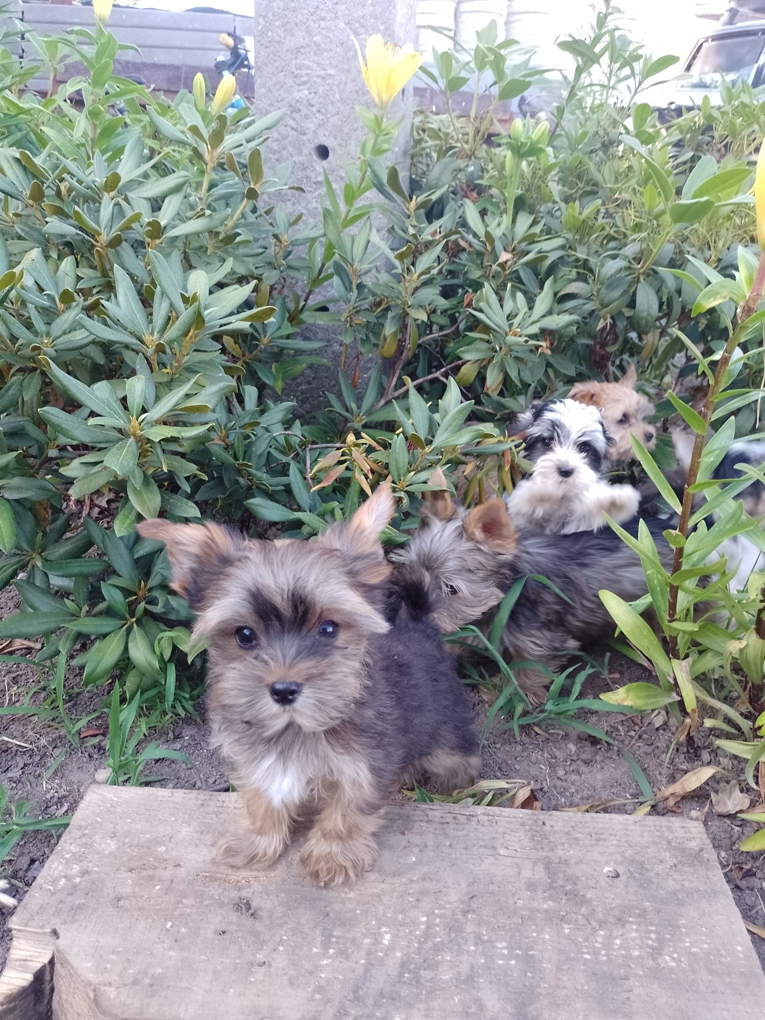 Piękny chlopczyk Yorkshire terrier