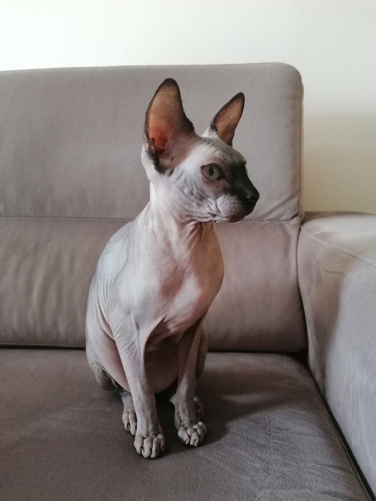 Gato Sphynx para Adoção Responsável