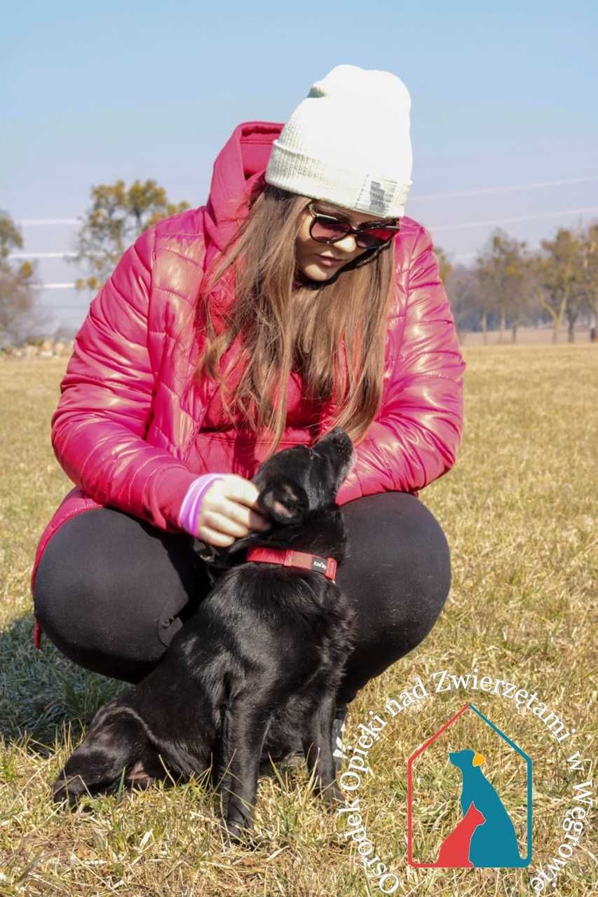 Kochany, łagodny, pogodny seniorek prosi o domek