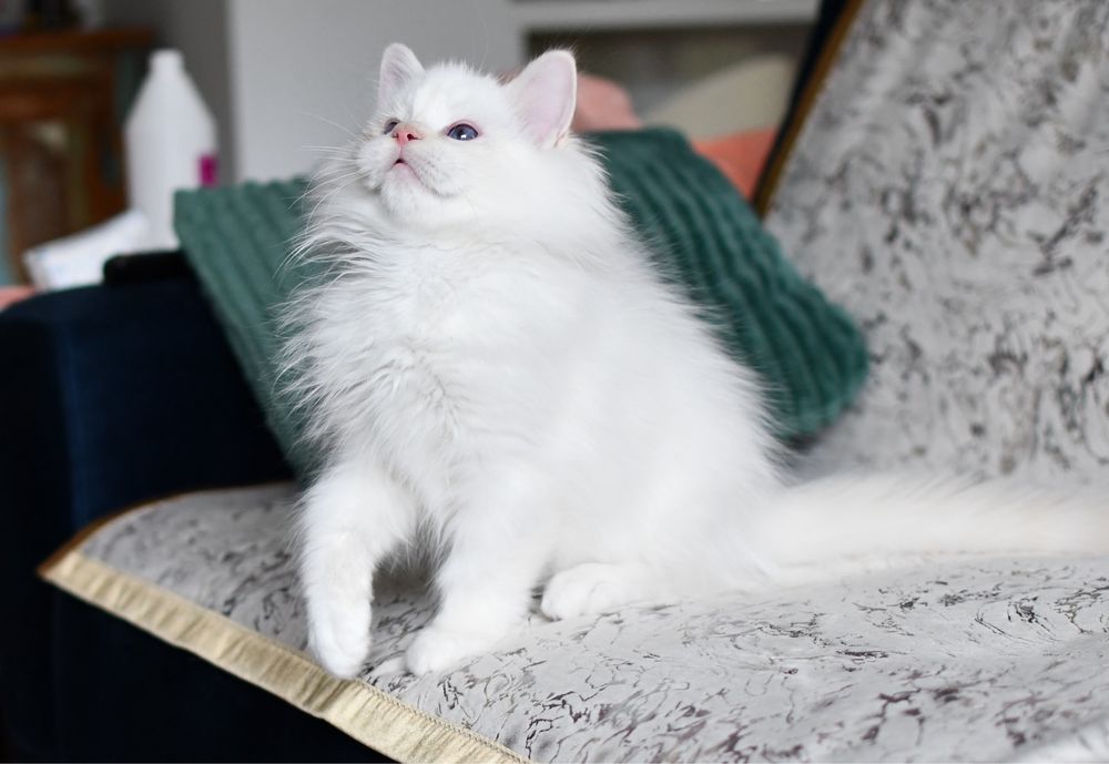 Ragdoll red mitted z rodowodem FPL