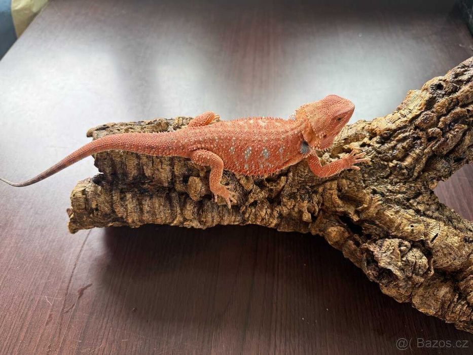 Agama Agamy Red Dragon - jedyne takie - dostawa - samiczki , samce