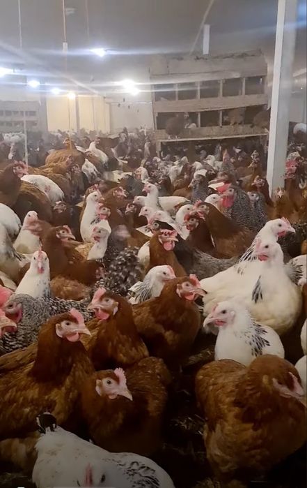 Kury Nioski Rosa 24 tygodnie! Wysyłka od 10 sztuk.