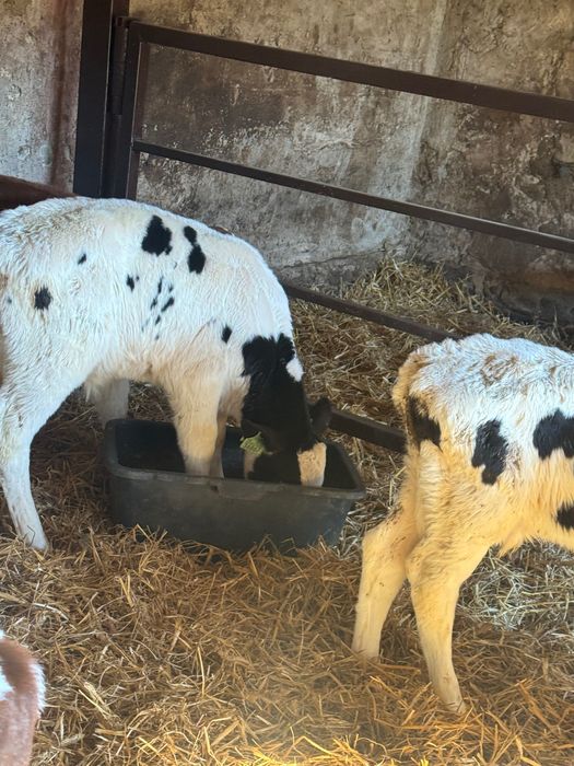 Cielaki krzyżówki 10szt pobierają paszę biała strefa