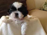 Mini SHIH TZU biało czarny komplet szczepień Chip paszport