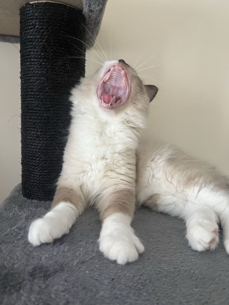 Ragdoll kocurek , rodowod FPL.