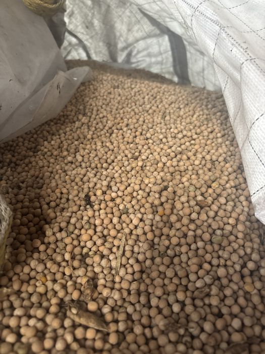 Groch paszowy peluszka  poplon transport