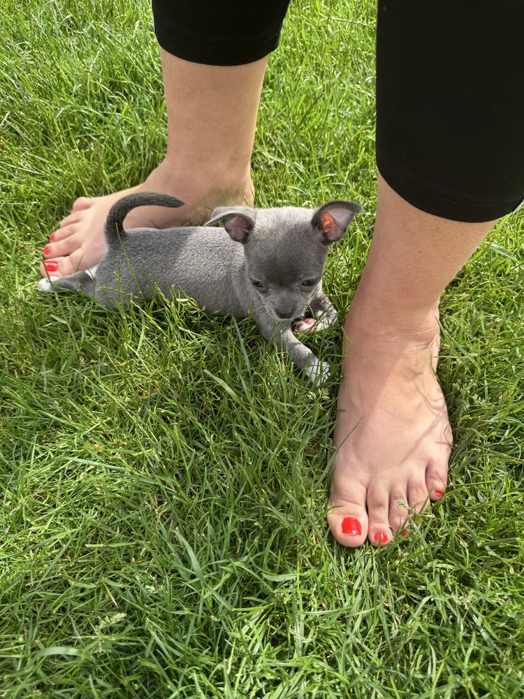 Chihuahua suczka srebrzysto niebieska