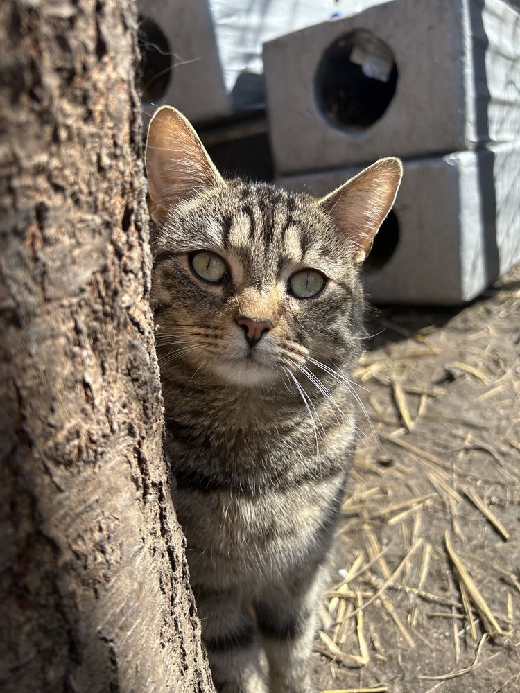 Boska kotka do pilnej adopcji