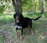 W typie gończej adopcja za darmo oddam