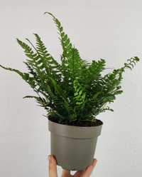 Paproć Wietlica Athyrium spicatum 20 cm