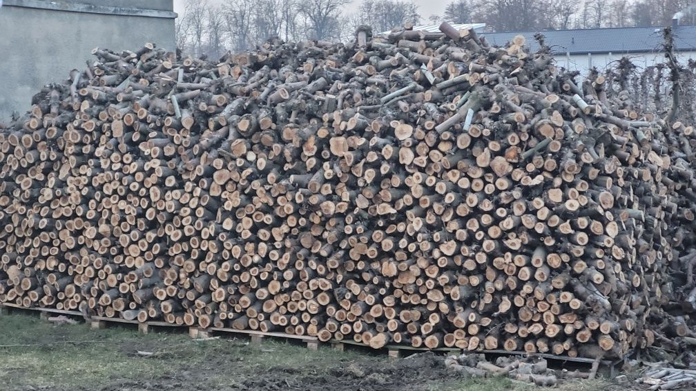 Drewno Jabłoń, drewno do palenia, drewno kominkowe
