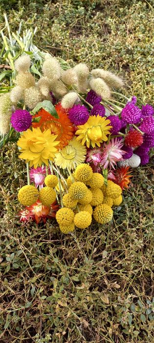 Насіння квітів.Насіння сухоцвітів. Фалярис,краспедія.льон.Сухоцвіти