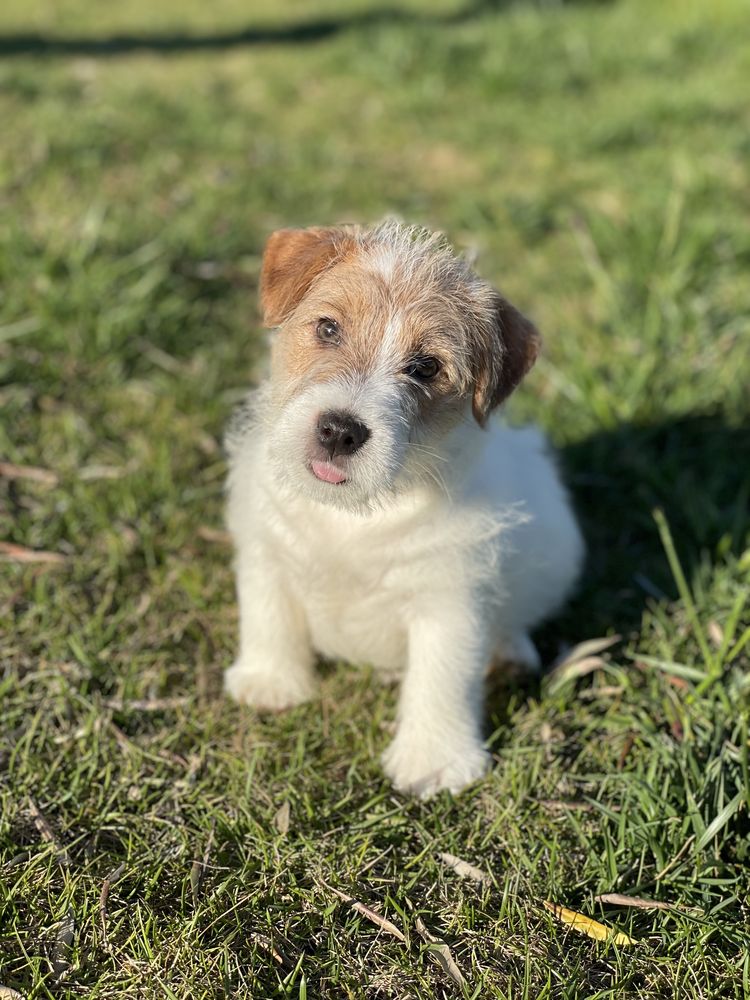 Jack Russell pelo Cerdoso c/LOP e Afixo - Descendente Campeos