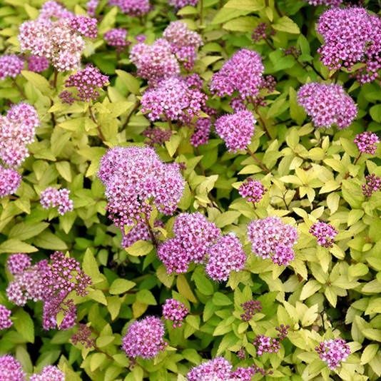 Спірея карликова -7 сортів