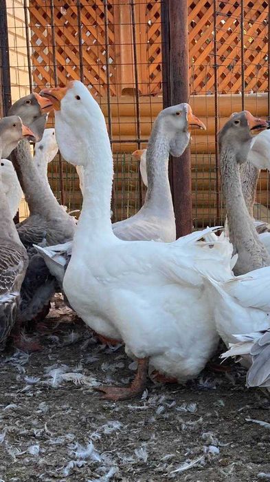 Гуси холмогори ( на розвід )