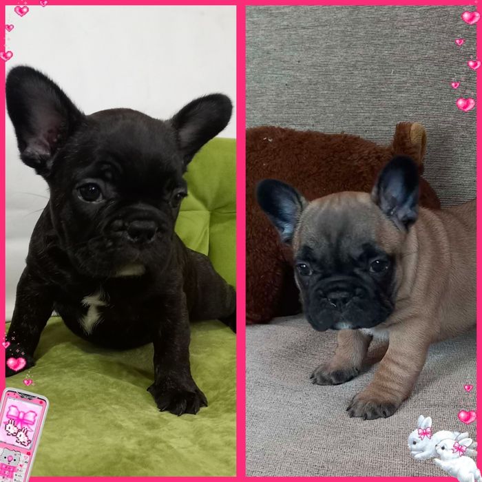 Красені розкішної якості