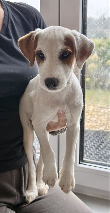 Parson Russell Terrier Rodzice FCI gotowy do odbioru