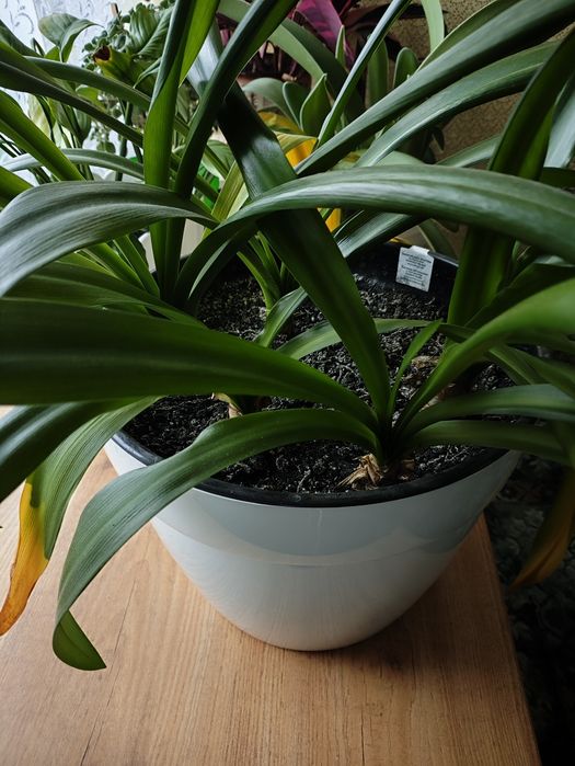 Квітка Гіменокалліс