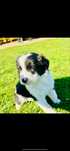 Border collie femea