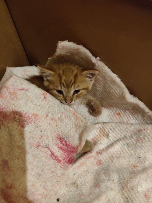 Віддам в добрі руки кошеня