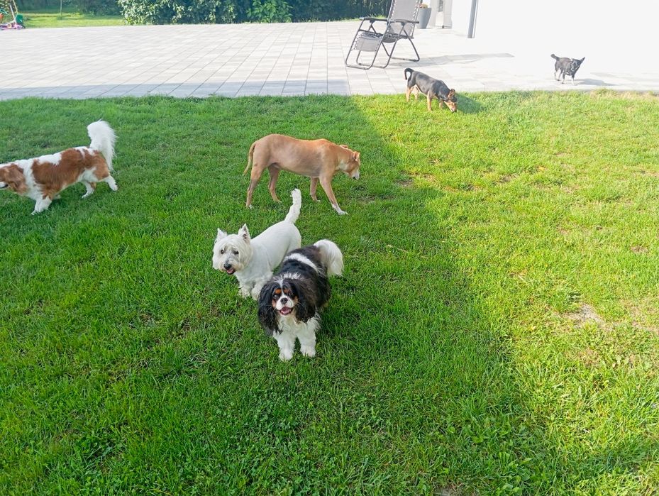 Domowy hotel dla psów