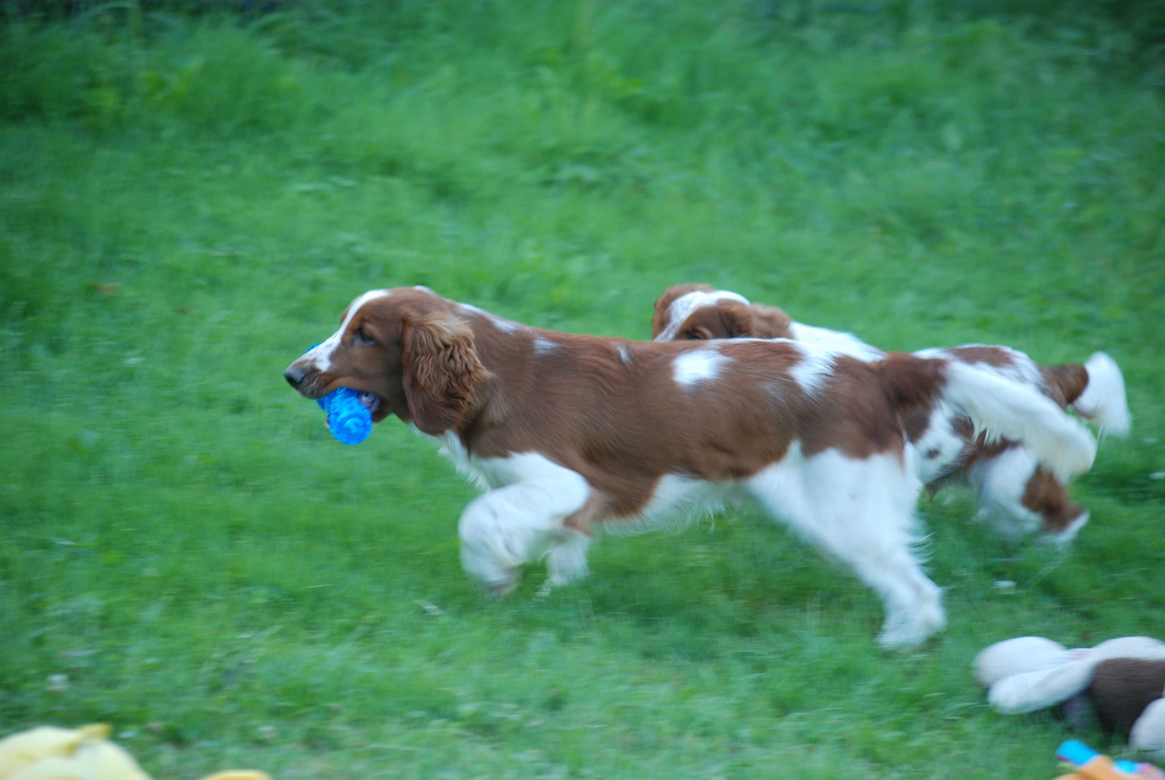 Piesek /Szczenie Springer spaniela Walijski