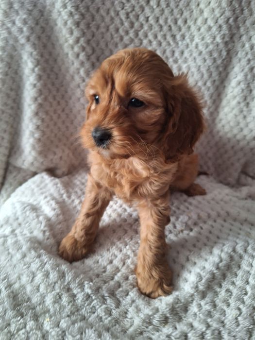 Cavapoo-pudel/cavalier