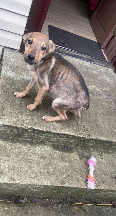 Подаруйте собачій дитинці родину!