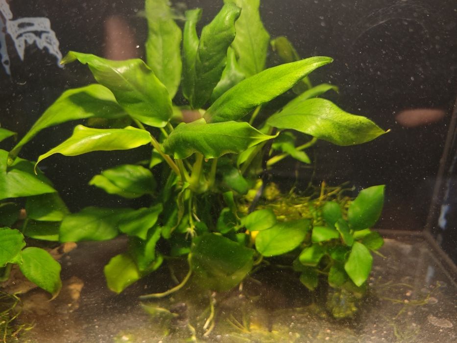 Aniubias roślinka akwariowa