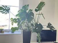 Szczepki Monstera