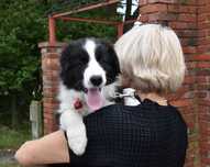 Szczenię Border Collie-sunia