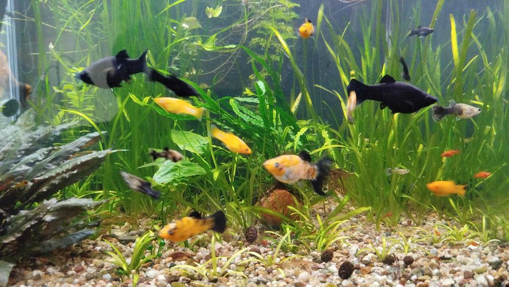 Rybki akwariowe molinezje