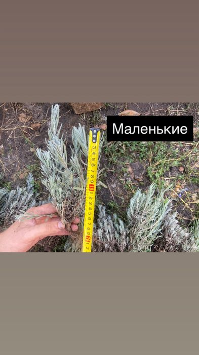 Продам саженцы лаванды