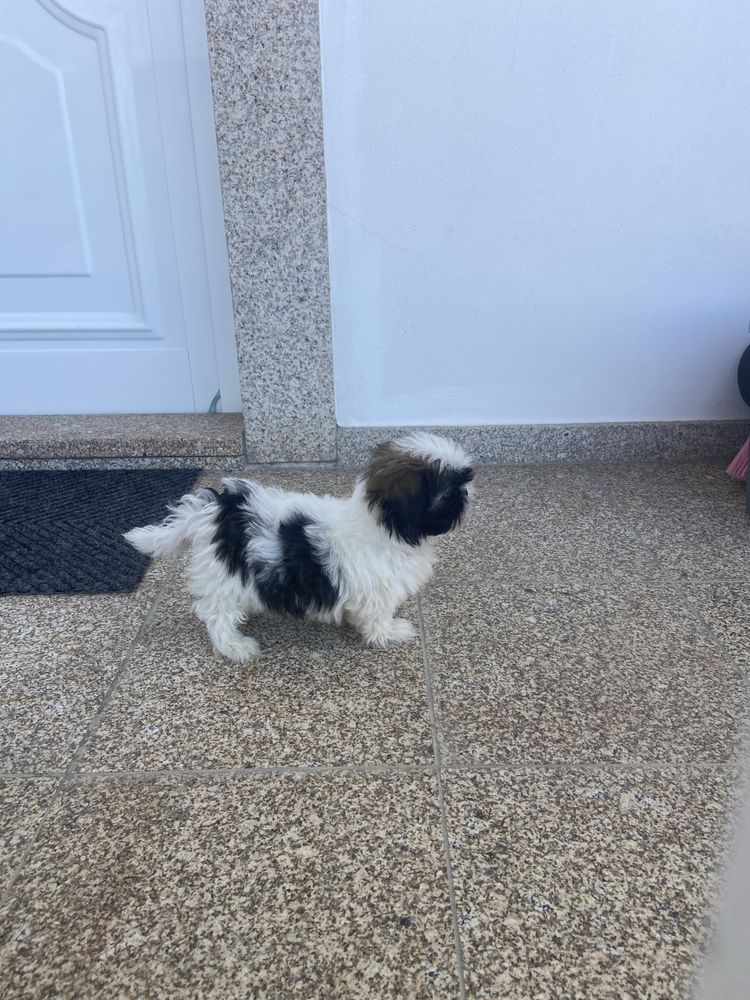 Shih-tzu lindo menino