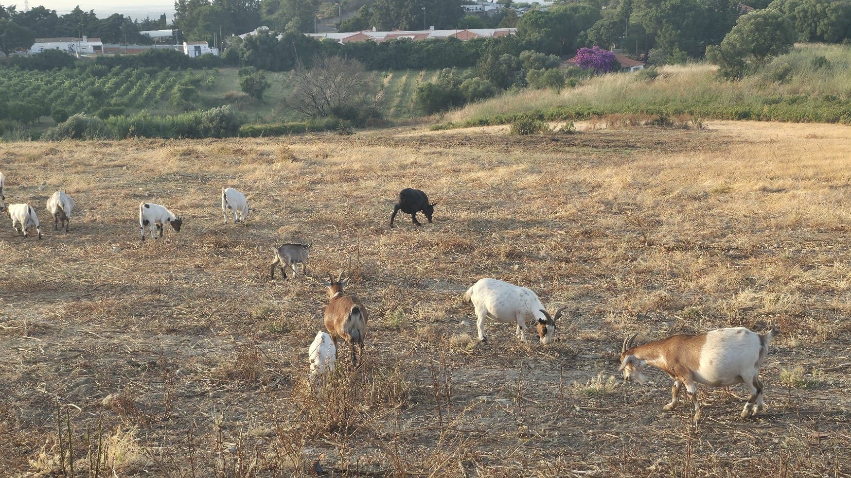 Cabras anãs para venda