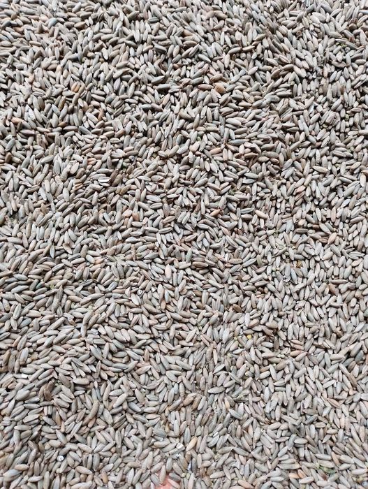 Żyto ozime ze zbiorów 2025