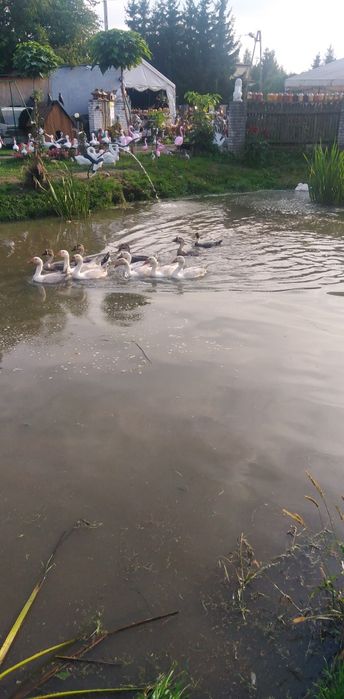 Kaczki, gęsi, indyki