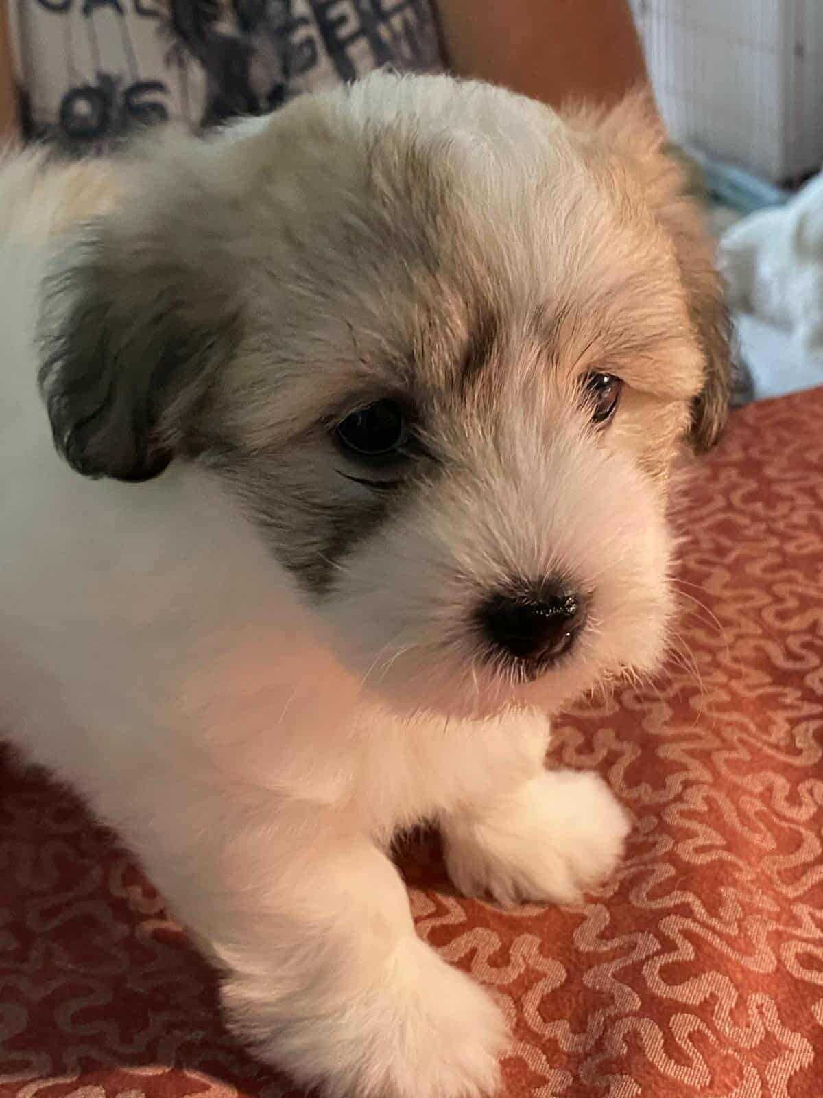 Szczeniak Coton de Tulear