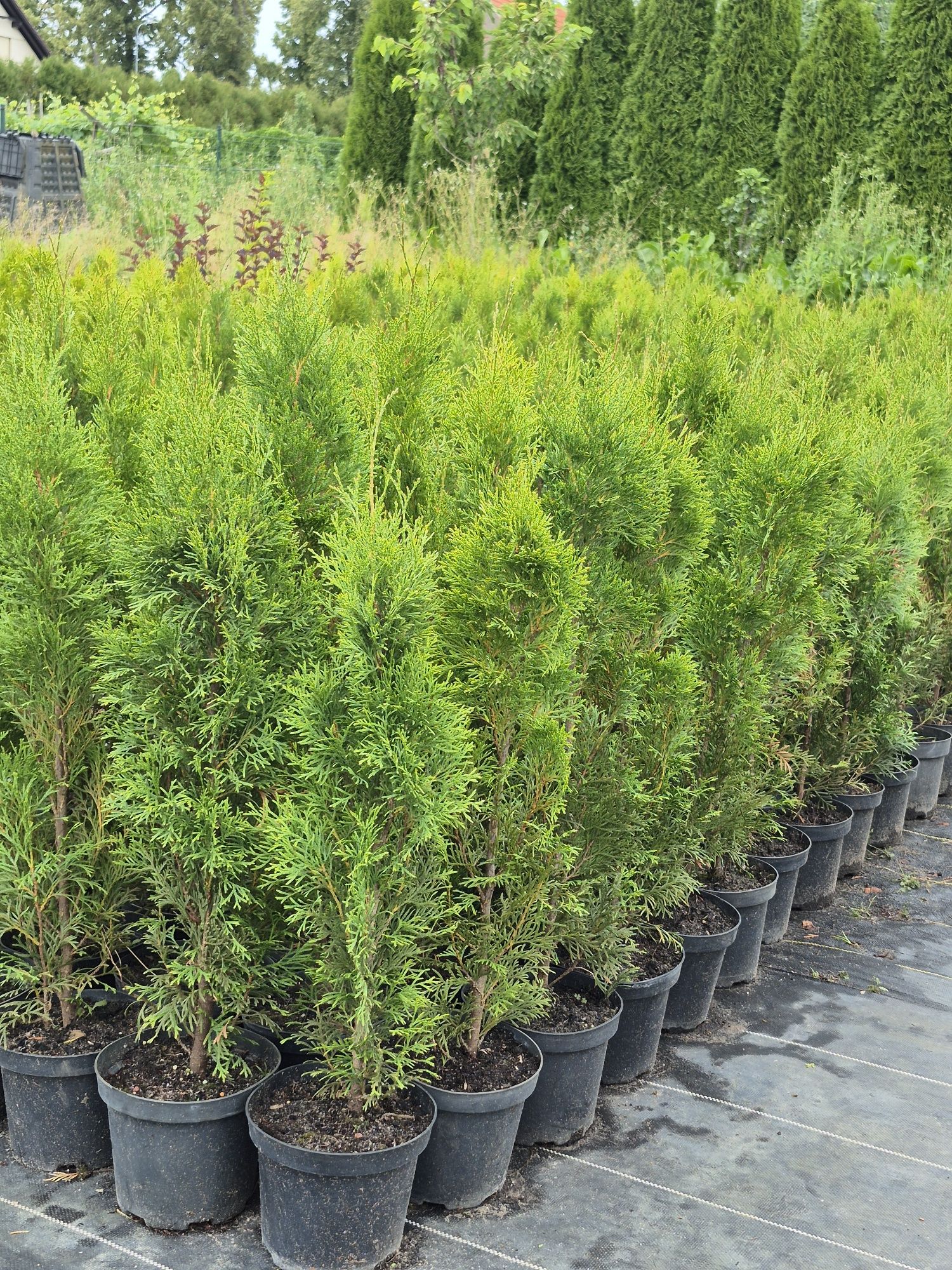 Thuja smaragd/tuja szmaragd  ok.70-80cm