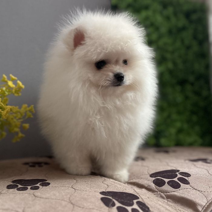 ляльковий Ведмедик хлопчик.