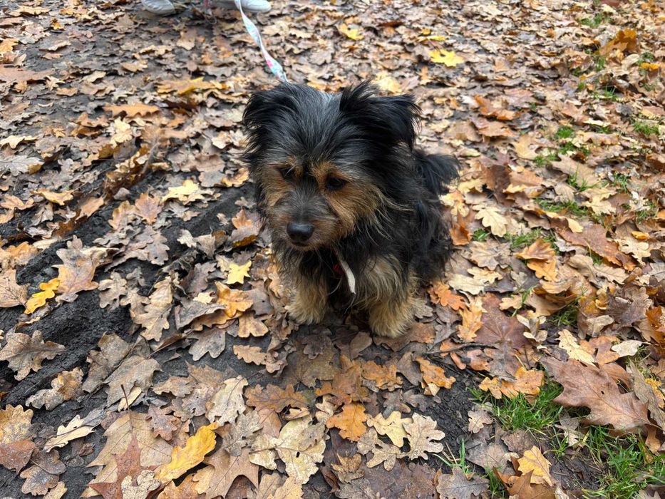 DAKTYL niewielki piesek w typie yorka do adopcji